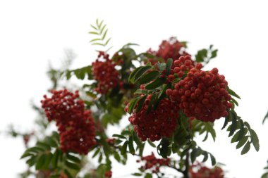 Yaygın dağ külleri (Sorbus aucuparia)