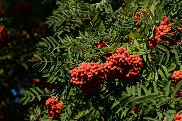 Common Mountain Ash Sorbus Aucuparia — Stock fotografie