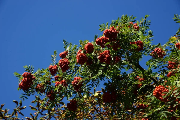 Common Mountain Ash Sorbus Aucuparia — Φωτογραφία Αρχείου