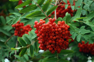 Yaygın dağ külleri (Sorbus aucuparia)
