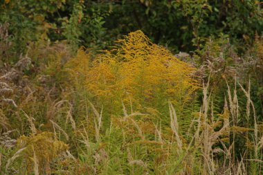Taş döşeme kaldırımları, sokakları ve binalara yaklaşımları örtmek için modern bir malzemedir.