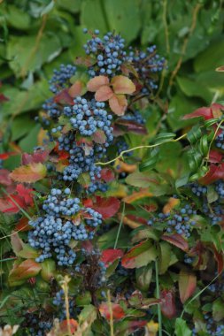 Mahonia aquifolium (Mahonia aquifolium) 