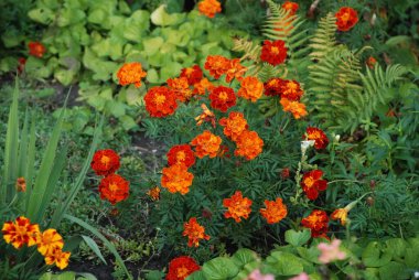 Kadife çiçekleri (Marigoldlar), kadife çiçekleri - Paskalya ailesinin yıllık otçul bitkilerinin bir cinsi.