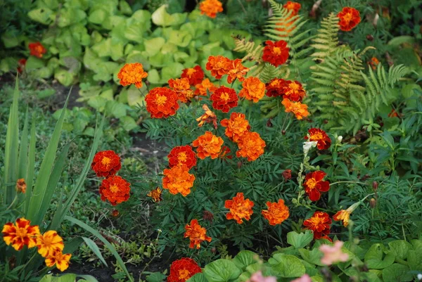 Marigolds Tagetes Marigolds Genus Annual Herbaceous Plants Aster Family — Stockfoto