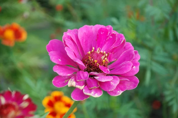 Zinnia Lat Znnia Genus Annual Perennial Plants Asteraceae Family — Stockfoto