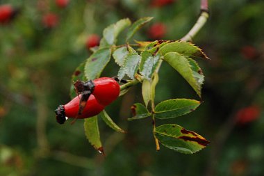 Common rosehip, or dog rose (Rosa canina L.) 