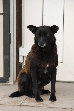 Köpek ya da evcil köpek (Canis lupus familiaris))