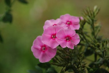 Phlox (lat. Phlox, Polemoniaceae familyasından bir bitki cinsidir.