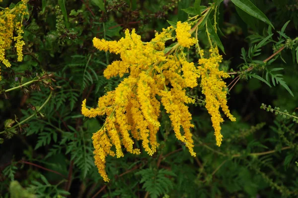 Golden Cowl Canadense Latin Solidgo Canadnsis Flor Família Astropeus Flores — Fotografia de Stock