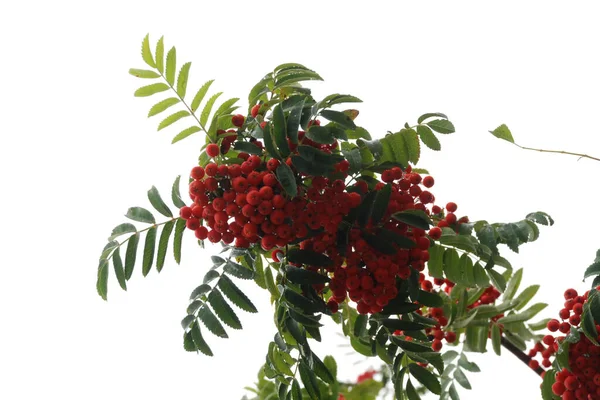 Common Mountain Ash Sorbus Aucuparia — Stockfoto