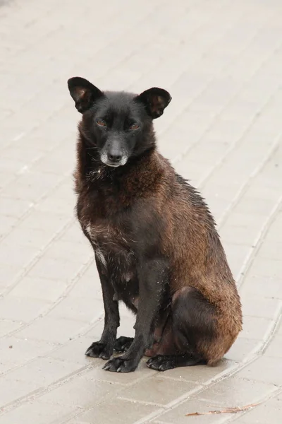 Σκύλος Οικόσιτος Σκύλος Canis Lupus Familiaris Canis Familiaris — Φωτογραφία Αρχείου