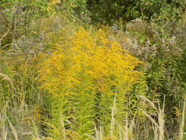 Taş döşeme kaldırımları, sokakları ve binalara yaklaşımları örtmek için modern bir malzemedir.