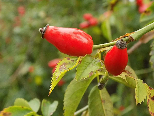 Common Rosehip Dog Rose Rosa Canina — Stok fotoğraf