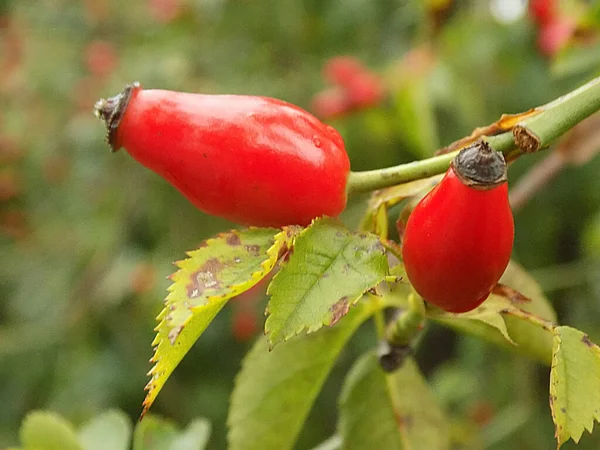 Common Rosehip Dog Rose Rosa Canina — Foto Stock