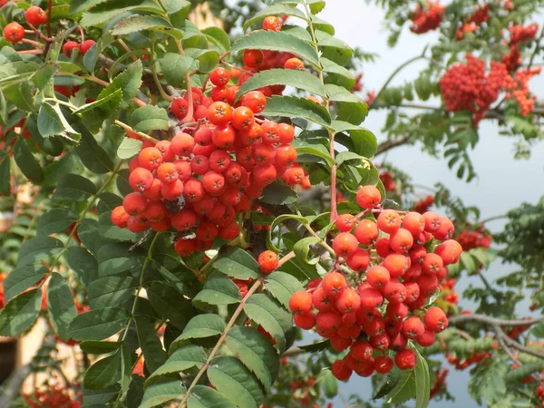 Common Mountain Ash Sorbus Aucuparia — Stockfoto