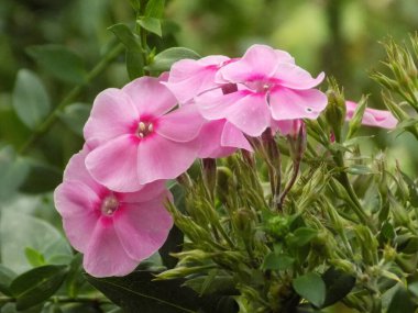 Phlox (lat. Phlox, Polemoniaceae familyasından bir bitki cinsidir.