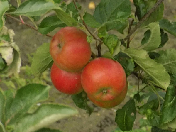 Pommes Mûres Sur Arbre — Photo