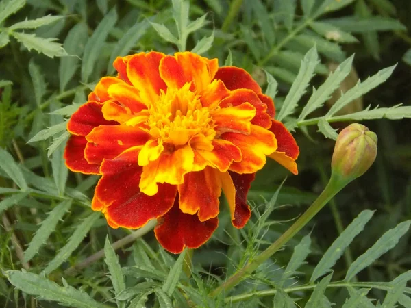 Marigolds Tagetes Marigolds Род Ежегодных Травянистых Растений Семейства Aster — стоковое фото