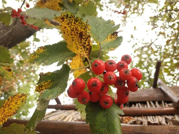 Common Mountain Ash Sorbus Aucuparia — Stock Photo, Image