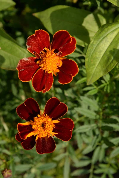 Marigolds Tagetes Marigolds Genus Annual Herbaceous Plants Aster Family — Stockfoto