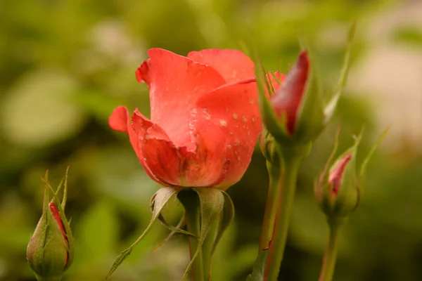 Rose Rosa Släkte Och Kulturell Form Växter Rosensläktet — Stockfoto