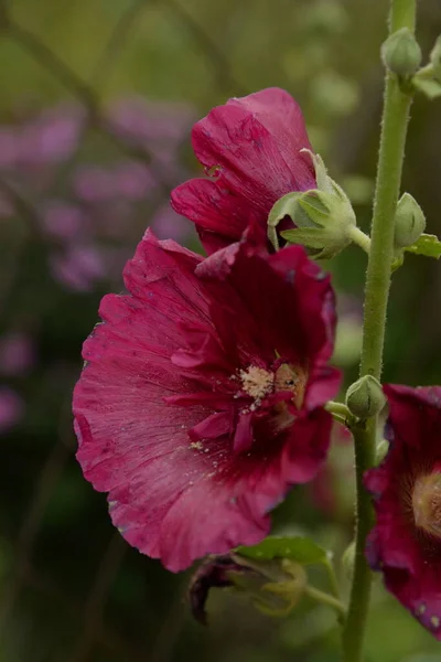 Malva Mallow Лат Mlva — стоковое фото