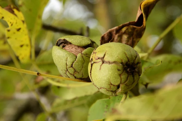 Noz Noz Juglans Regia — Fotografia de Stock