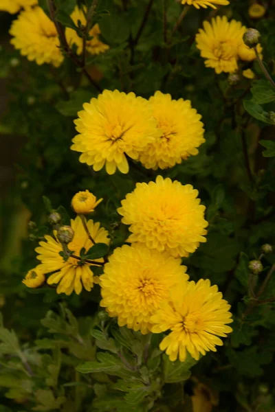 Chrysanthemum Género Plantas Con Flores Perteneciente Familia Aster — Foto de Stock