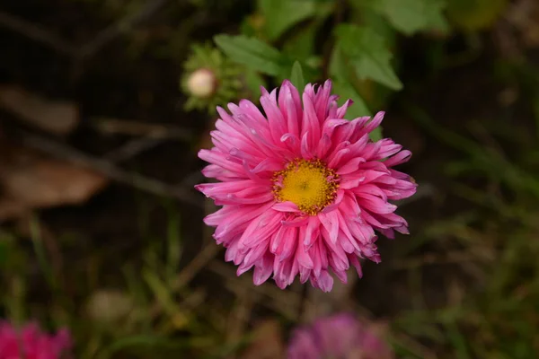 Фейн Астер Aster Alpinus — стоковое фото