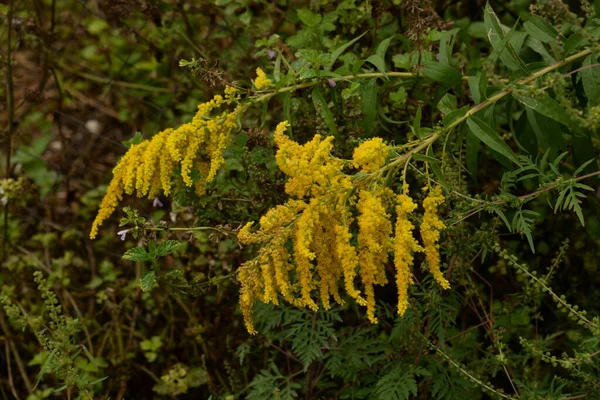 고사리 캐나다 라틴어 Solidgo Canadnsis 아스트로 피우스 일반적 나뭇잎 노란색 — 스톡 사진