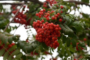 Yaygın dağ külleri (Sorbus aucuparia)