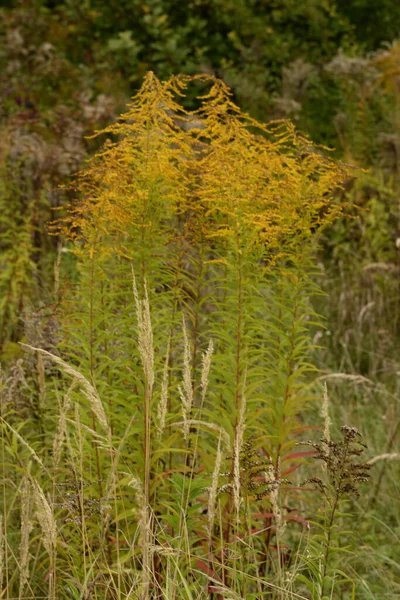 Golden Cowl Canadian Lateinisch Solidgo Canadnsis Blüte Familie Astroeus Blumen — Stockfoto