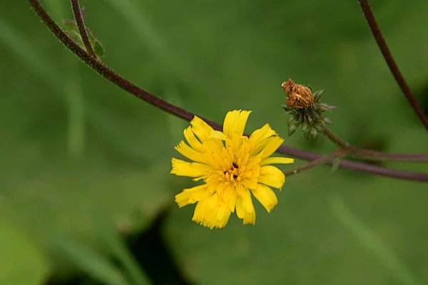 Distel Cirsium Ist Eine Mehrjährige Krautige Pflanzengattung Aus Der Familie — Stockfoto