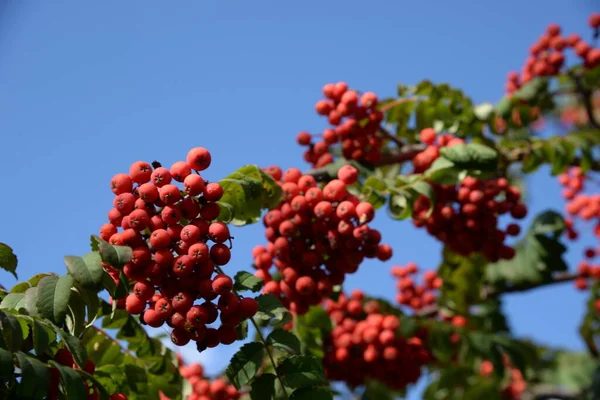 Frêne Commun Sorbus Aucuparia — Photo