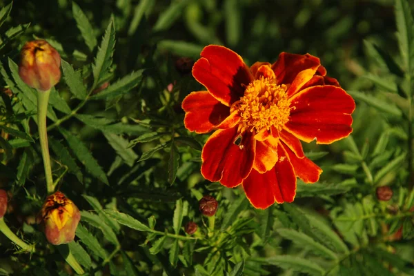 Marigolds Tagetes Marigolds Genus Annual Herbaceous Plants Aster Family — Stock Photo, Image