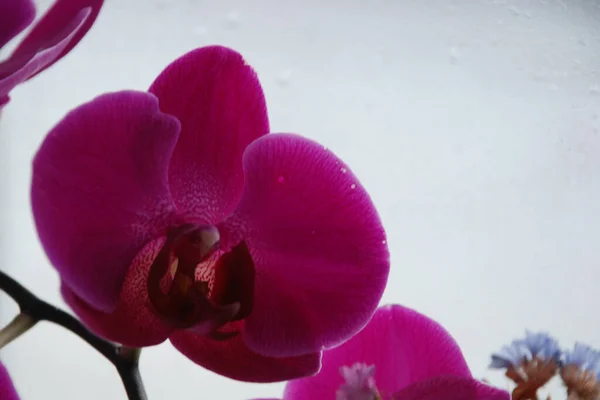 Zozuliantsev Vagy Orchidaceae Orchidaceae Lágyszárú Növények Évelő Szárazföldi Vagy Epifitikus — Stock Fotó