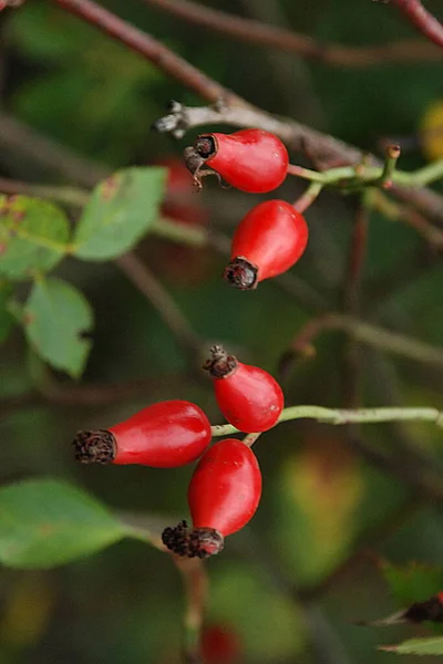 Common Rosehip Dog Rose Rosa Canina — Foto Stock