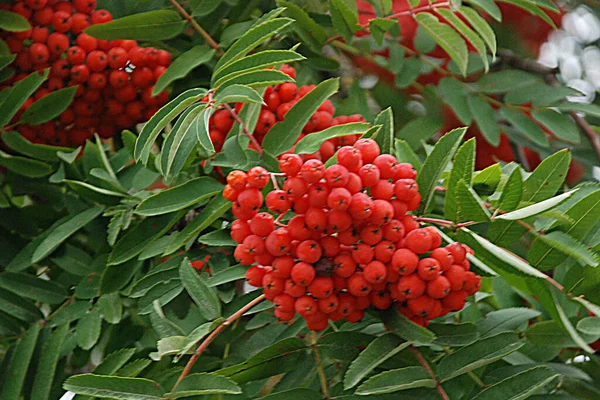 Common Mountain Ash Sorbus Aucuparia — Stockfoto