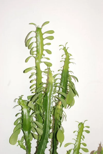Euphorbia Τριγωνικό Euphorbia Trigrated Lat Euphorbia Τριγωνα — Φωτογραφία Αρχείου