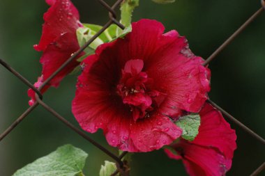 Malva, veya mallow (lat. Mlva)