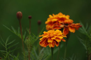 Kadife çiçekleri (Marigoldlar), kadife çiçekleri - Paskalya ailesinin yıllık otçul bitkilerinin bir cinsi.