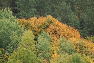Eski karışık sonbahar ormanı
