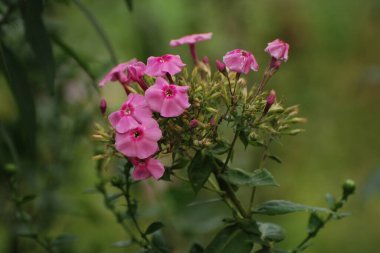 Phlox (lat. Phlox, Polemoniaceae familyasından bir bitki cinsidir.