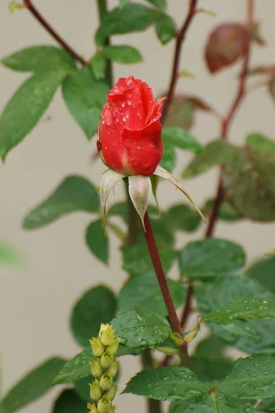 Rose Rosa Género Plantas Con Flores Perteneciente Familia Rose — Foto de Stock