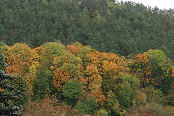 Stary Las Jesienny Mieszany — Zdjęcie stockowe