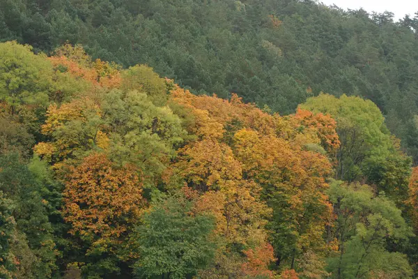 Gammel Blandet Efterårsskov - Stock-foto