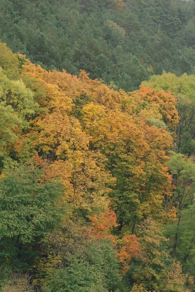 Gammal Blandskog — Stockfoto