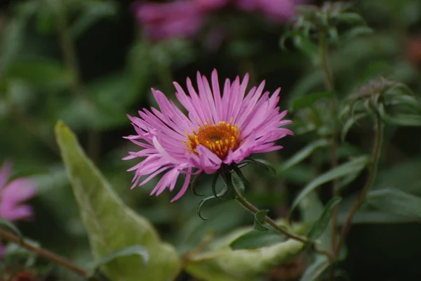 Aster Alpejski Aster Alpinus — Zdjęcie stockowe