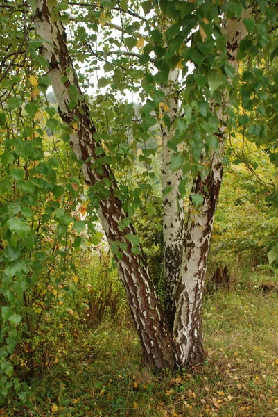 Birch Btula Genus Deciduous Trees Shrubs Birch Family Betulaceae — Stock Photo, Image