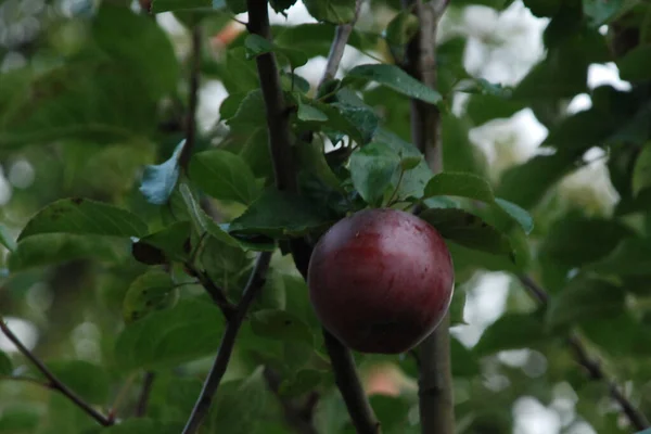 Manzanas Maduras Árbol — Foto de Stock